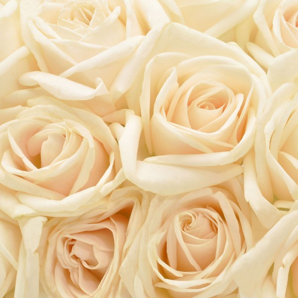 Fototapeten Blumen und Floristik Roses-602283